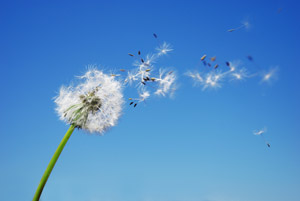 dandelion